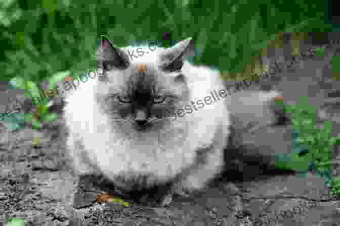 A Beautiful Balinese Cat Balinese Cat Owner Care : The Pet Owner Guide On Artois Balinese Cat Care Training Breeding Grooming Housing Feeding Health And Lot More