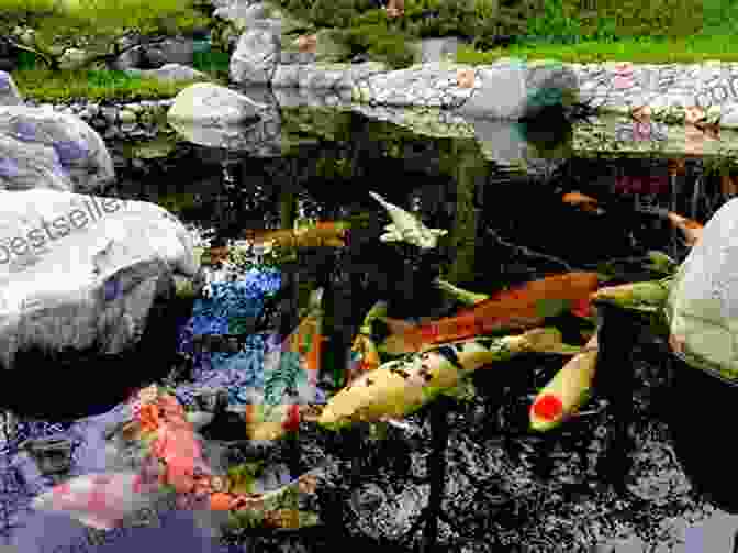 A Beautiful Koi Carp Fish Pond With Lush Plants And Cascading Water Complete Health Care And Proper Nutrition For A Happy Health Koi Pond Construction: Koi Carp Fish Pond