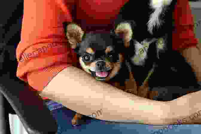 A Chihuahua Being Held By A Woman's Hands. Back Home (A Chihuahua Dog Story)