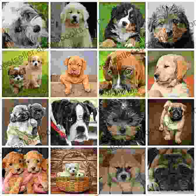 A Collage Of Different Dog Breeds Terripoo Dog : Complete Owners Guide Acquisition Cost Care Proper Care Proper Health And Diet Of Your Amazing Pet