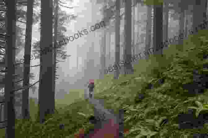 A Hiker Pauses On A Scenic Trail In West Virginia, Surrounded By Towering Trees And Lush Undergrowth I Live In West Virginia