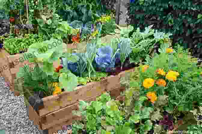 A Lush Garden With Raised Beds And Thriving Vegetables Weekend Homesteader: September Anna Hess