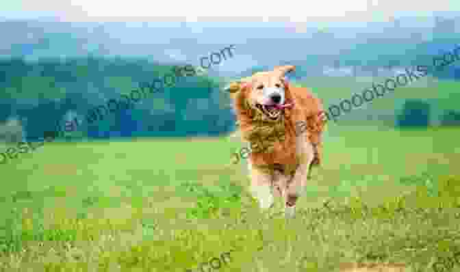 A Photo Of Lucky, A Golden Retriever, Happily Running Through A Field. The Luckiest Dog In The World