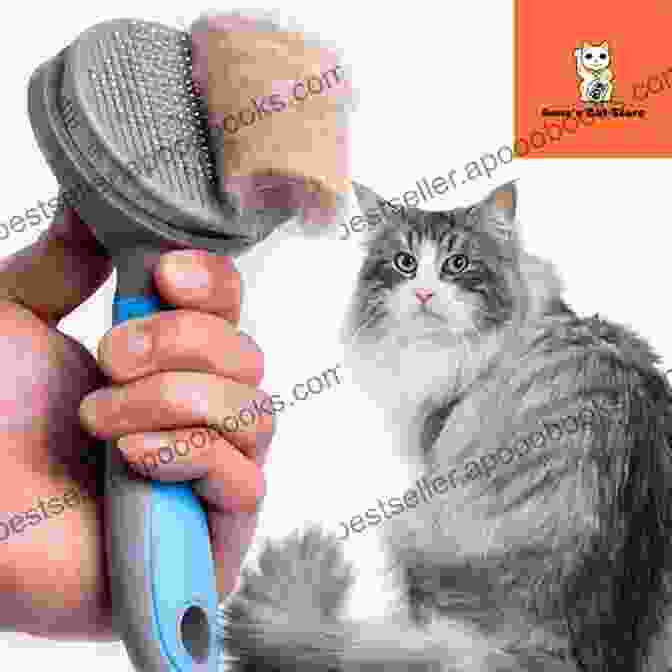 A Professional Cat Groomer Brushes A Cat's Fur. Claws Confessions Of A Professional Cat Groomer: Confessions Of A Cat Groomer