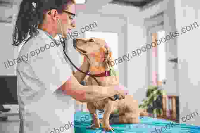 A Veterinarian Examining A Dog Terripoo Dog : Complete Owners Guide Acquisition Cost Care Proper Care Proper Health And Diet Of Your Amazing Pet