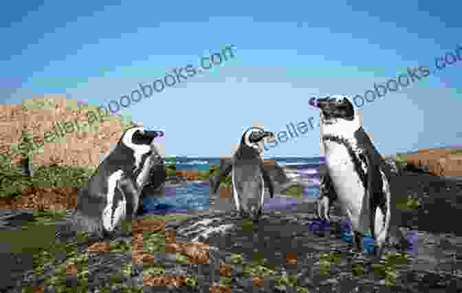 African Penguins Frolicking On The Shores Of Boulders Beach Cruise To Cape Town: A Journey Into A New South Africa