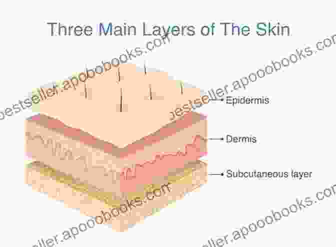 Cross Sectional View Of Human Skin, Revealing Its Multiple Layers Cells Tissues And Skin (The Human Body How It Works)