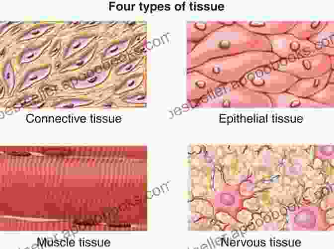 Diagram Illustrating Different Types Of Tissues In The Human Body Cells Tissues And Skin (The Human Body How It Works)