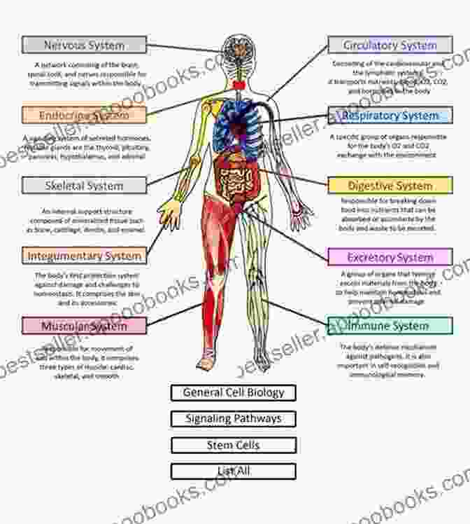 Diagram Of Body Systems Medical Terminology Simplified A Programmed Learning Approach By Body System