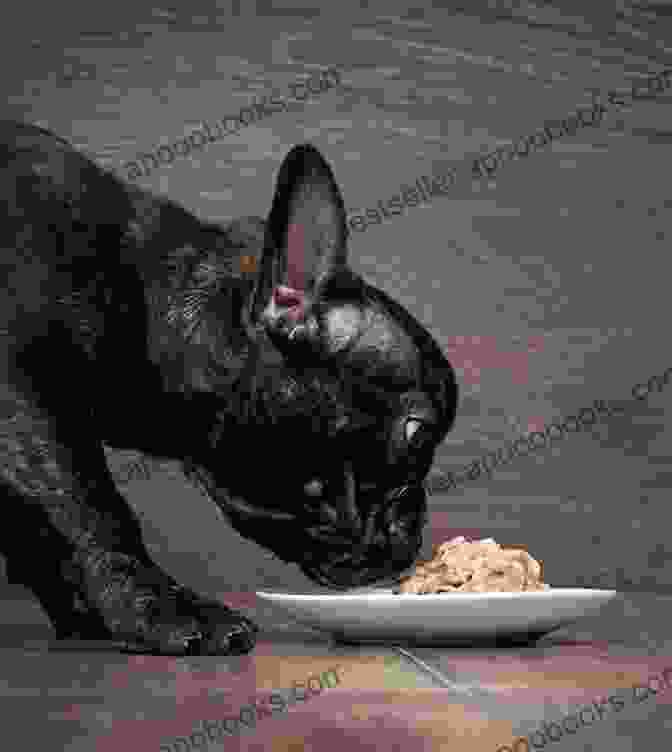 French Bulldog Enjoying A Delicious Meal From The Cookbook 4 Hour Dog Chef: Discovering A New Level Of Dog Food For Your French Bulldog Cookbook