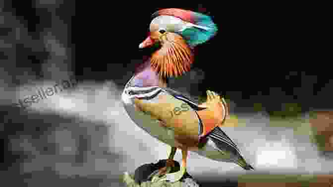 Mandarin Duck By Pearl S. Buck East Wind: West Wind: The Saga Of A Chinese Family (Oriental Novels Of Pearl S Buck 8)