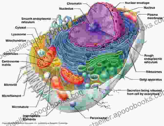 Microscopic View Of A Human Cell, Showcasing Its Intricate Organelles Cells Tissues And Skin (The Human Body How It Works)