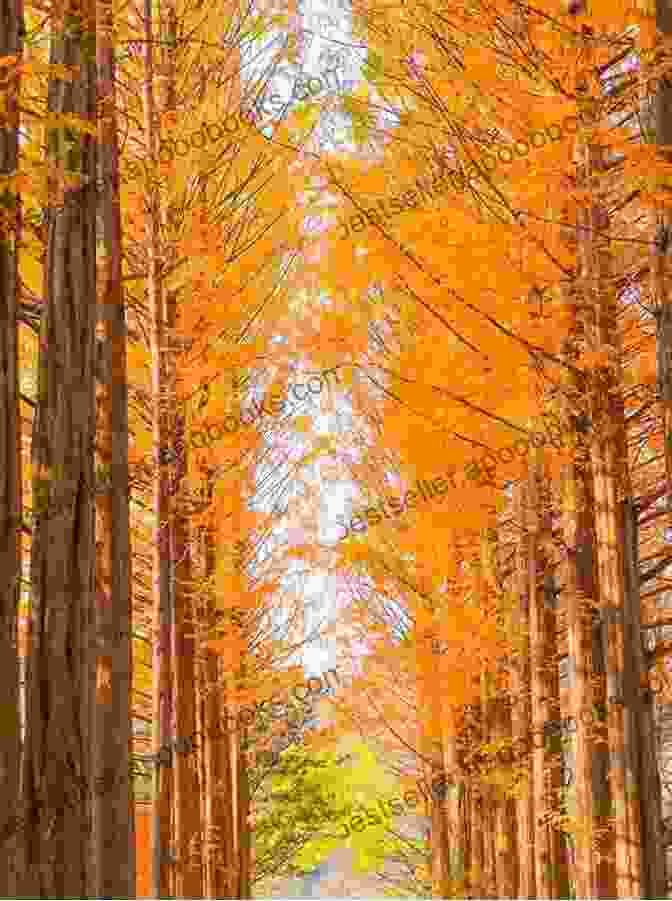 Nami Island Tree Lined Path With Autumn Foliage Korean Drama Locations Travel Guide My Love From The Star Seoul Day1