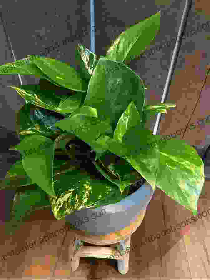 Pothos Plant With Variegated Leaves Houseplants Guide For Beginners: How To Choose Care And Grow Indoor Plants For A Healthy Life