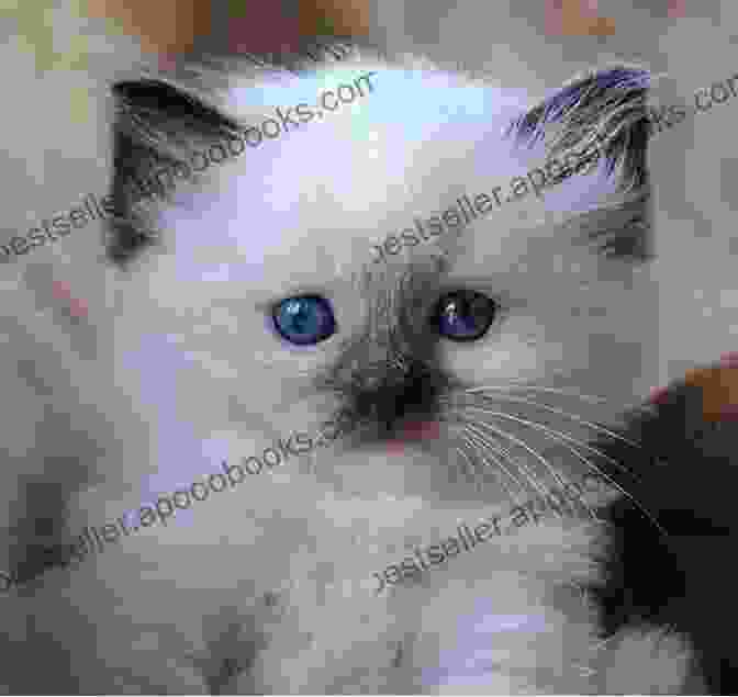 Ragdoll Cat Secrets Book Cover Featuring A Beautiful Ragdoll Cat. Ragdoll Cat Secrets Sally Knot