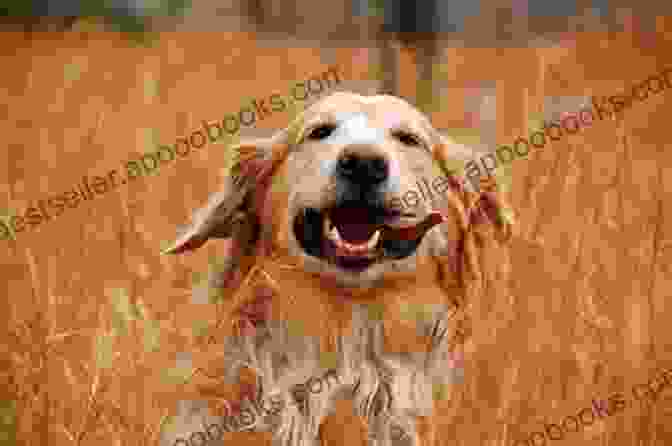 Rossi The Wonder Dog, A Charming Golden Retriever, Sits On A Grassy Hill With A Playful Smile On His Face. Rossi The Wonder Dog A Tale Of Many Walkies