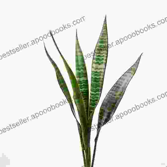 Snake Plant With Upright, Sword Shaped Leaves Houseplants Guide For Beginners: How To Choose Care And Grow Indoor Plants For A Healthy Life