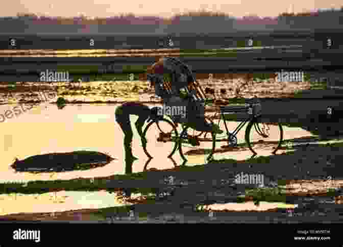 The Rickshaw Silhouetted Against A Stunning Sunset Chasing The Sun On Three Wheels: A 6000 Kilometre Ride On A Solar Powered E Rickshaw