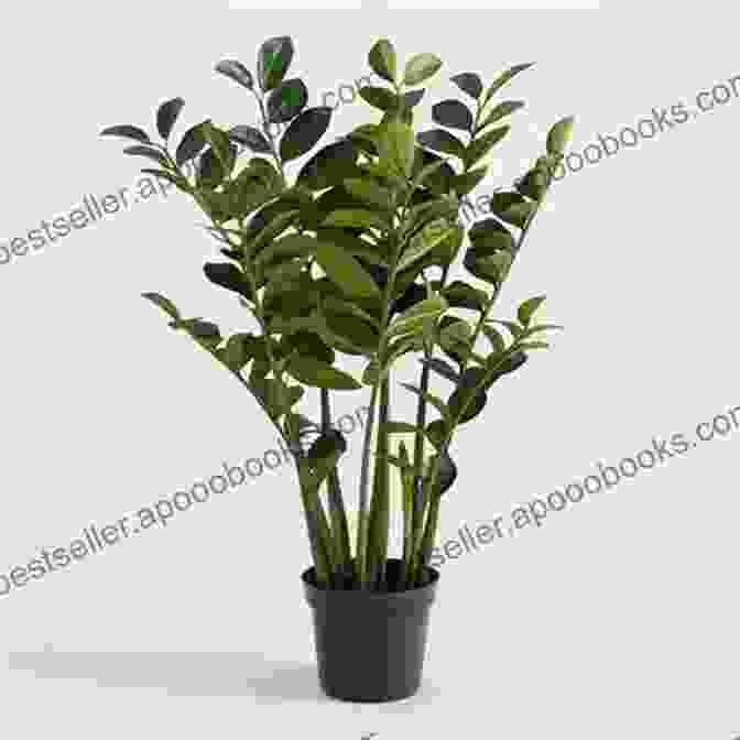 ZZ Plant With Shiny, Dark Green Leaves Houseplants Guide For Beginners: How To Choose Care And Grow Indoor Plants For A Healthy Life