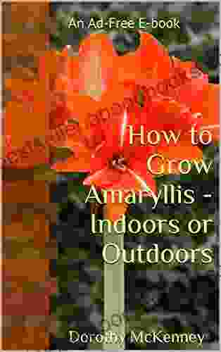 How To Grow Amaryllis Indoors Or Outdoors: An Ad Free E