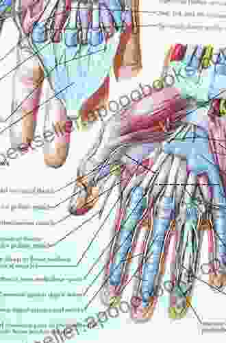 The Grasping Hand: Structural And Functional Anatomy Of The Hand And Upper Extremity